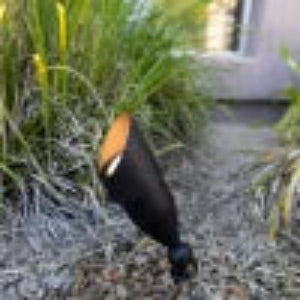 Black and orange insect on a natural background