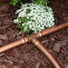 Copper irrigation pipe on mulch with white flowers in the background